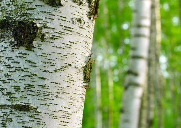 Birch forest. Betula pendula (Silver Birch) Birch resin is used in the pharmacy and cosmetics industry (hair conditioner). — Stock Photo, Image