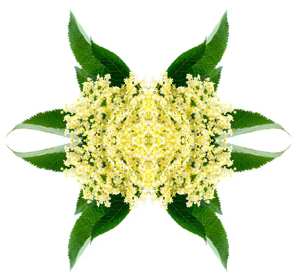 Sambucus nigra - Ancien - Les fleurs et les baies sont le plus souvent utilisées médicinalement contre la grippe et la fièvre, l'angine de poitrine — Photo