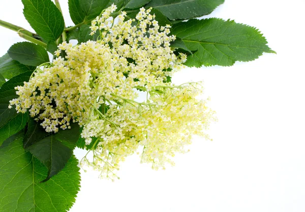 Sambucus nigra - Elder - The flowers and berries are used most often medicinally against flu and fever, angina — Stock Photo, Image