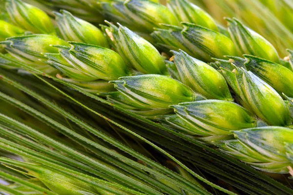 Corn close up — Stock Photo, Image