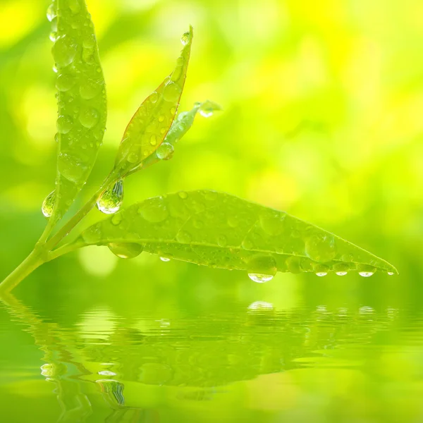 Tea tree (Thea sinensis). The leaves have been used in alternative medicine and other medical systems to treat asthma, angina pectoris, peripheral vascular disease, and coronary artery disease. — Stock Photo, Image