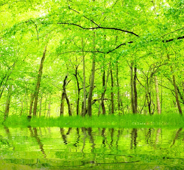 Lake in groene haagbeuk groei. mooi landschap in het Boheemse woud. Tsjechische Republiek - Europa — Stockfoto