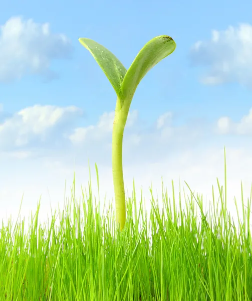 Junge grüne Pflanze, die auf einem Feld wächst. — Stockfoto