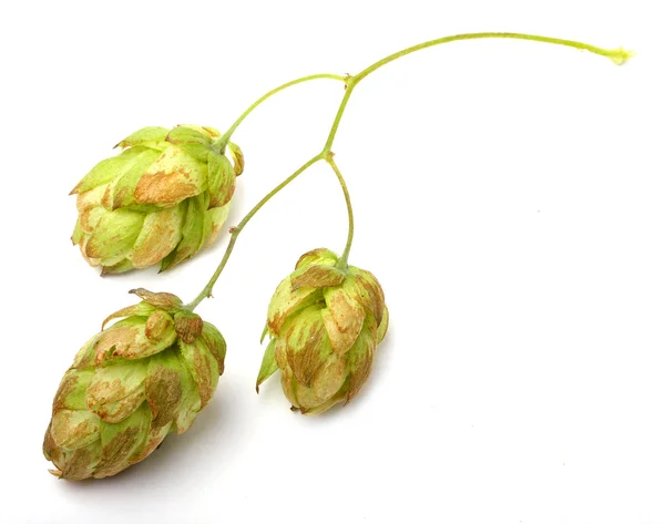 Humulus lupulus (Common hop) are used in the production of beer to impart bitterness and flavor, and for their preservative qualities. — Stock Photo, Image