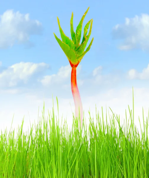 Young green plant growing on a field. — Stock Photo, Image