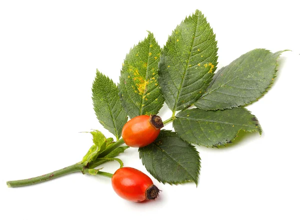 Rosa canina - Dog Rose.The plant is high in certain antioxidants. The fruit is noted for its high vitamin C level and is used to make syrup, tea and marmalade. — Stock Photo, Image