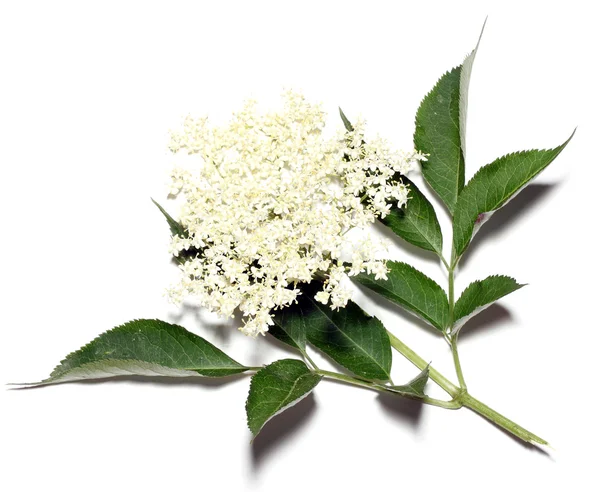 Sambucus nigra - elder - a virágok és bogyók használják a leggyakrabban, gyógyszerként. — Stock Fotó