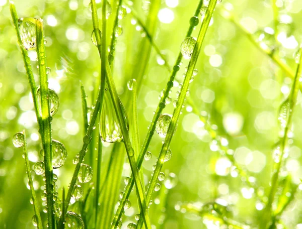 Fresh morning dew.