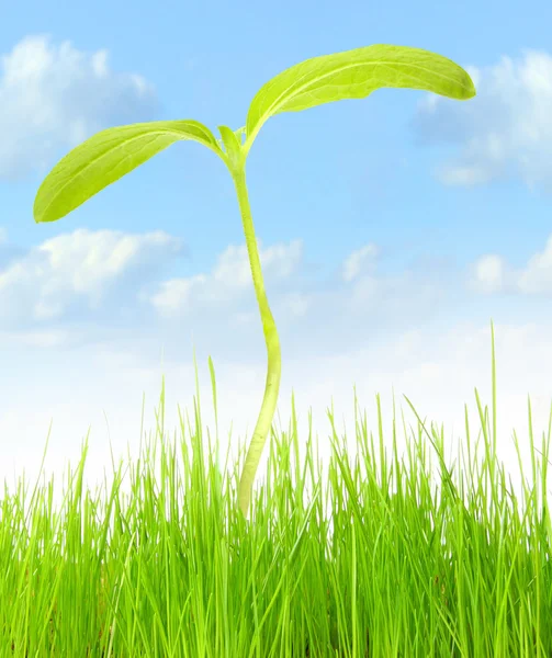 Jovem planta verde crescendo em um campo . — Fotografia de Stock