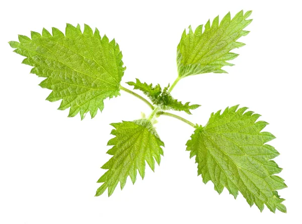 Pokrzywa zwyczajna (urtica dioica) jest bogaty w witaminy a, c, żelaza, potasu, manganu i wapnia. zioło może być stosowany w leczeniu zapalenia stawów, niedokrwistość, katar sienny, nerek i ból. — Zdjęcie stockowe