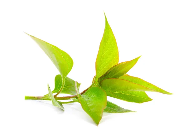 Plante verte isolée sur fond blanc — Photo