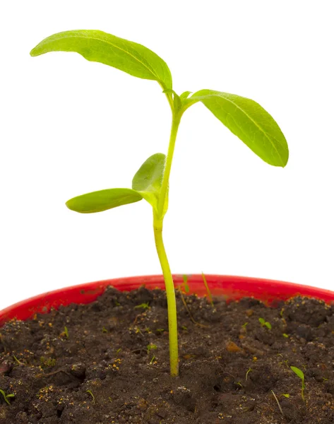 Jeune semis de tournesol poussant dans un sol . — Photo