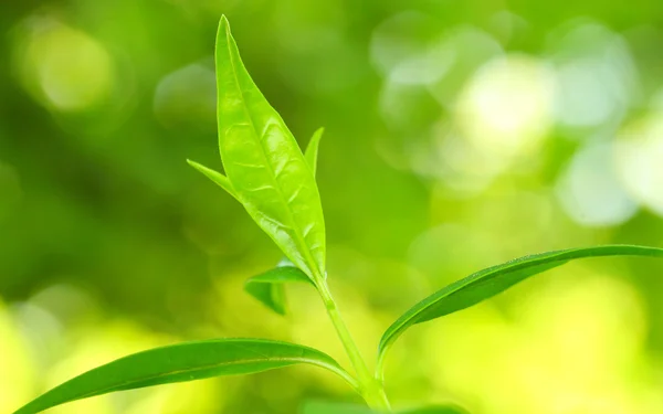 Tea tree (thea sinensis). listy byly použity v alternativní medicíně a jiných zdravotnických systémů k léčbě astmatu, angina pectoris, periferní cévní onemocnění a onemocnění věnčitých tepen. — Stock fotografie