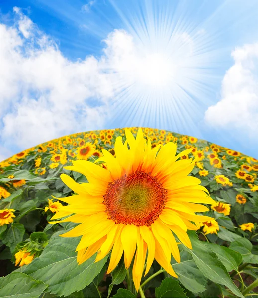 Sunflower (Helianthus annuus) Sunflower oil, extracted from the seeds, is used for cooking, as a carrier oil and to produce margarine and biodiesel. — Stock Photo, Image