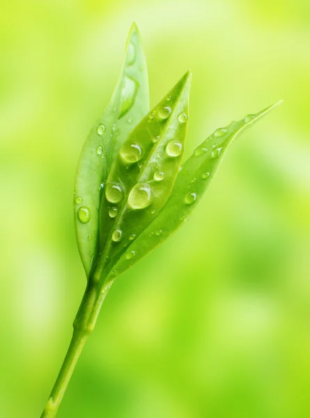 Tea tree (Thea sinensis). The leaves have been used in alternative medicine and other medical systems to treat asthma, angina pectoris, peripheral vascular disease, and coronary artery disease. — Stock Photo, Image