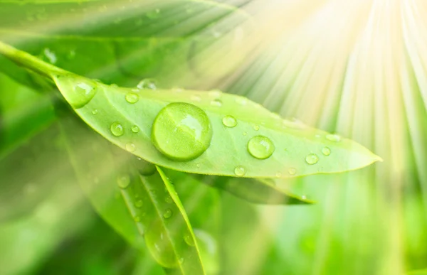 Tea tree (Thea sinensis). The leaves have been used in alternative medicine and other medical systems to treat asthma, angina pectoris, peripheral vascular disease, and coronary artery disease. — Stock Photo, Image