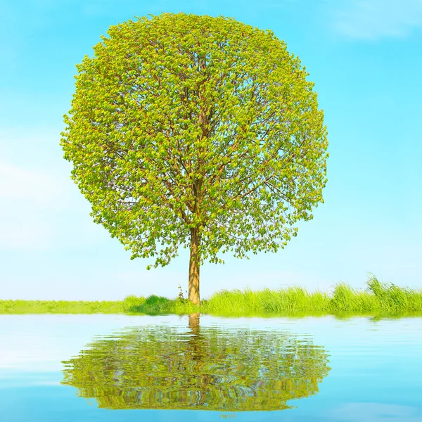 bloemen kalken kleine gebladerde kalk boom tilia cordata tegen blauwe bloemen kalken kleine gebladerde kalk boom tilia cordata tegen blauwe