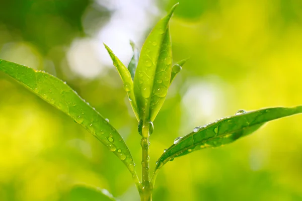 Tea tree (Thea sinensis). The leaves have been used in alternative medicine and other medical systems to treat asthma, angina pectoris, peripheral vascular disease, and coronary artery disease. — Stock Photo, Image