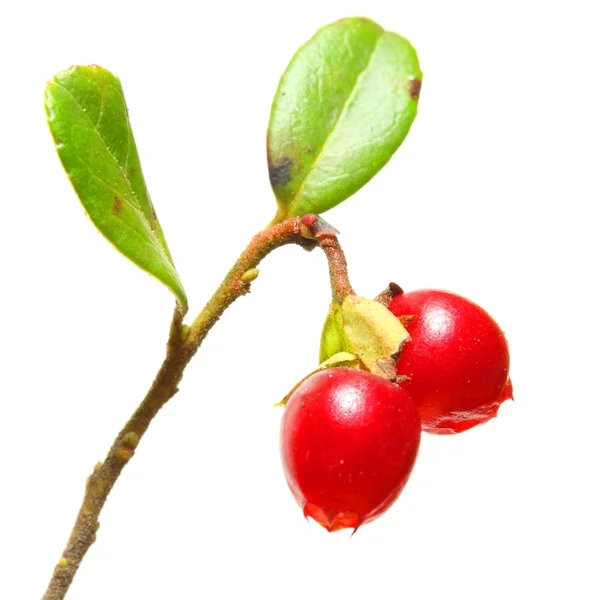 Il mirtillo rosso (Vaccinium vitis-idaea) è stato usato come astringente, disinfettante. Ptic antise, un diuretico e trattare il cancro al seno, diabete mellito, reumatismi e varie condizioni urogenitali — Foto Stock