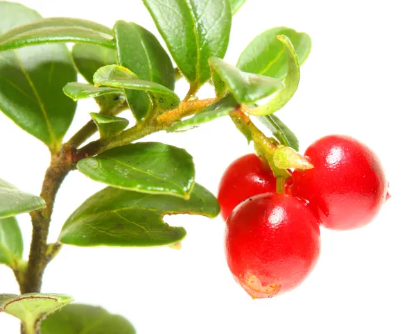 O Cranberry (Vaccinium vitis-idaea) tem sido usado como um adstringente, desinfetante. antise ptic, um diurético, e tratar o câncer de mama, diabetes mellitus, reumatismo, e várias condições urogenitais — Fotografia de Stock
