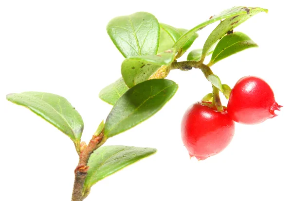 De cranberry (vaccinium vitis-idaea) is gebruikt als een samentrekkend, disinfectant.antise ptic, een diureticum en traktatie borstkanker, diabetes mellitus, reuma, en verschillende urogenitale voorwaarden — Stockfoto