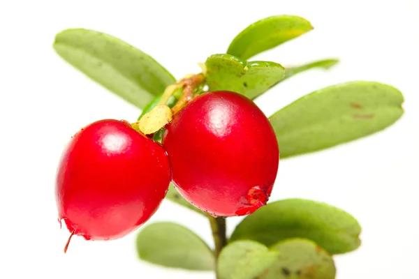 Tranbär (vaccinium vitis-idaea) har använts som en sammandragande, disinfectant.antise ptic, ett diuretikum och behandla bröstcancer, diabetes mellitus, reumatism och olika urogenital villkor. — Stockfoto