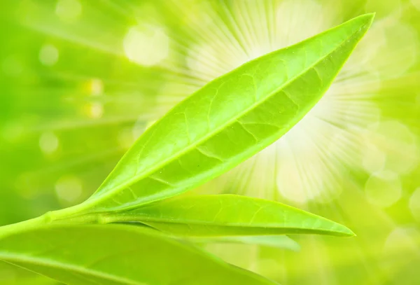 EA drzewo (thea sinensis). liście zostały wykorzystane w Medycyna alternatywna i innych systemów medycznych w leczeniu astmy, dławica piersiowa, choroby naczyń obwodowych, choroba wieńcowa. — Zdjęcie stockowe