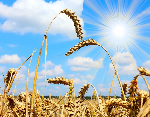 Zomer veld met een Spikes van een rijpe zachte tarwe - broodtarwe (Triticum aestivum) — Stockfoto