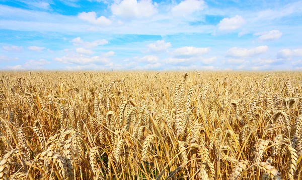 Lato pole pszenicy zwyczajnej dojrzałe - chleba pszenicy (Triticum aestivum) — Zdjęcie stockowe