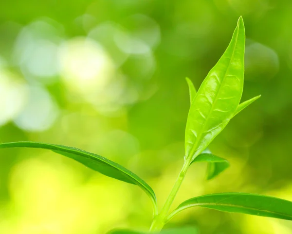 Ea arbre (Thea sinensis). Les feuilles ont été utilisées en médecine douce et dans d'autres systèmes médicaux pour traiter l'asthme, l'angine de poitrine, les maladies vasculaires périphériques et les maladies coronariennes. . — Photo