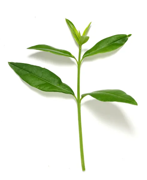 Groene plant geïsoleerd op witte achtergrond — Stockfoto