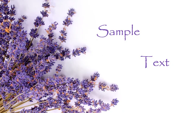 Ein Bund französischer Lavendel. ideal für Grußkarte. — Stockfoto