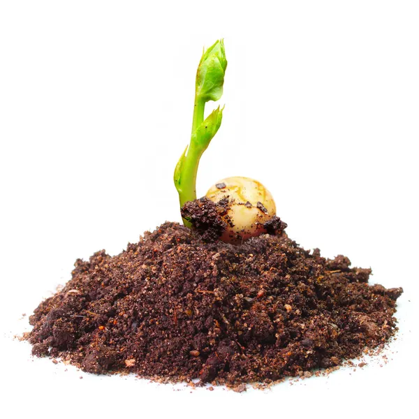 幼苗の土壌で成長しているエンドウ豆 (エンドウ)。エンドウ豆は高い繊維、タンパク質、ビタミン、ミネラル、およびルテインです。. — ストック写真