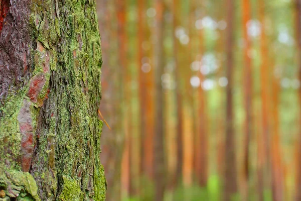 Tallskogen. närbild pinjebark med grunt dof. Tjeckien - Europa. — Stockfoto