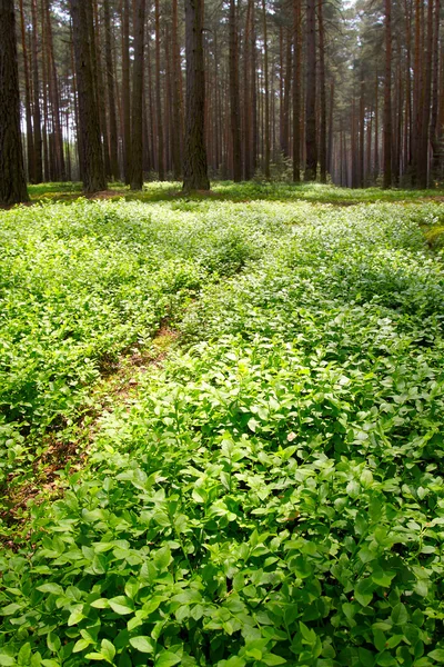 Foresta di pini. Bellissimo paesaggio nella foresta boema. Repubblica ceca - Europa . — Foto Stock