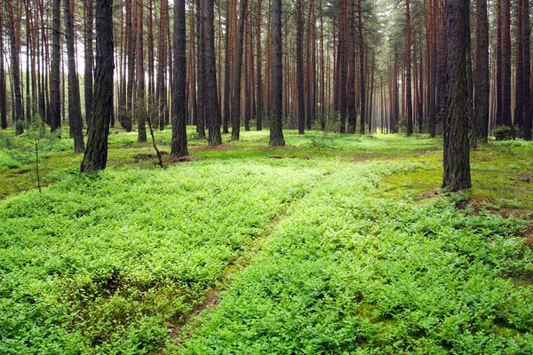 Dennenbos. mooi landschap in het Boheemse woud. Tsjechische Republiek - Europa. — Stockfoto