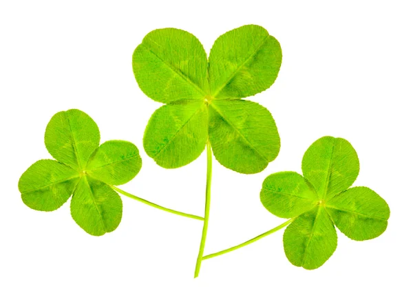 Green quarter-foils, symbols of a St Patrick day on a white background — Stock Photo, Image