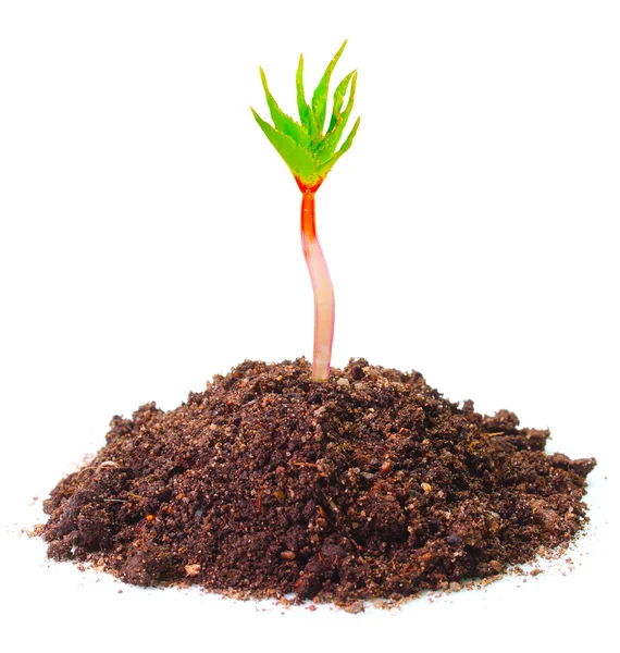 Young seedling growing in a soil. — Stock Photo, Image