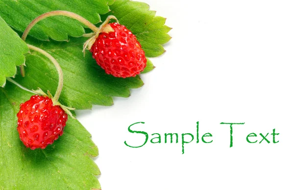 Wild strawberry on green leaf isolated on white background — Stock Photo, Image