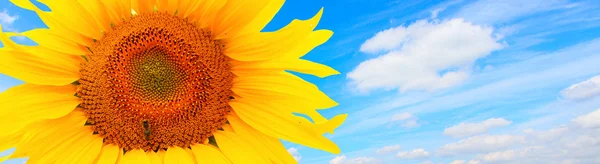 Banner with sunflower against blue sky. — Stock Photo, Image