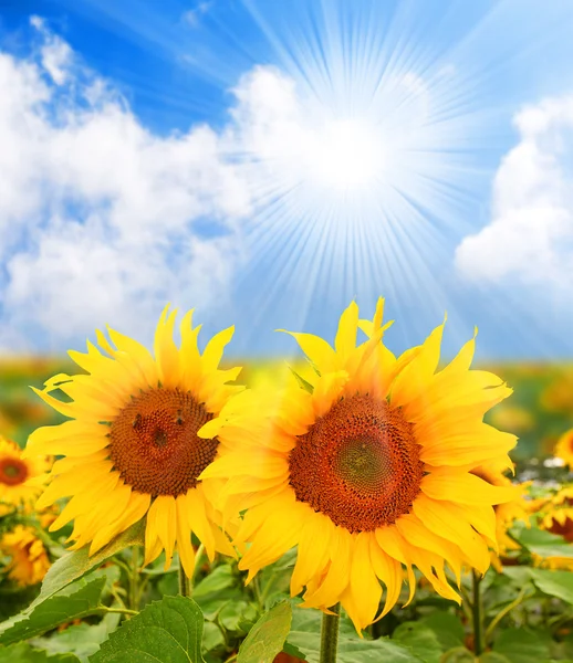 Sunflower (Helianthus annuus) Sunflower oil, extracted from the seeds, is used for cooking, as a carrier oil and to produce margarine and biodiesel. — Stock Photo, Image