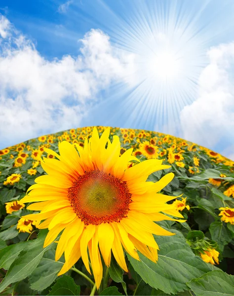 Sunflower (Helianthus annuus) Sunflower oil, extracted from the seeds, is used for cooking, as a carrier oil and to produce margarine and biodiesel. — Stock Photo, Image