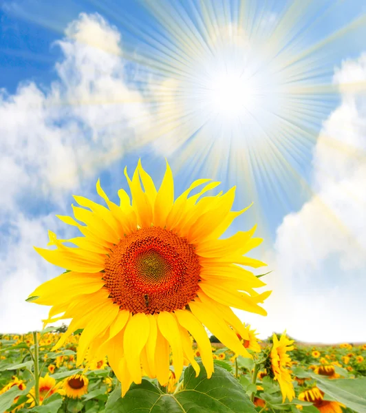 Sunflower (Helianthus annuus) Sunflower oil, extracted from the seeds, is used for cooking, as a carrier oil and to produce margarine and biodiesel. — Stock Photo, Image