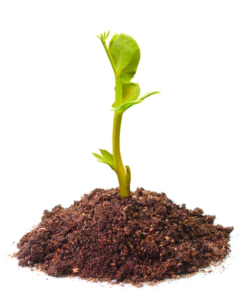 Las plantas jóvenes de los guisantes (Pisum sativum) que crecen en el suelo. Los guisantes son ricos en fibra, proteínas, vitaminas, minerales y luteína. . —  Fotos de Stock