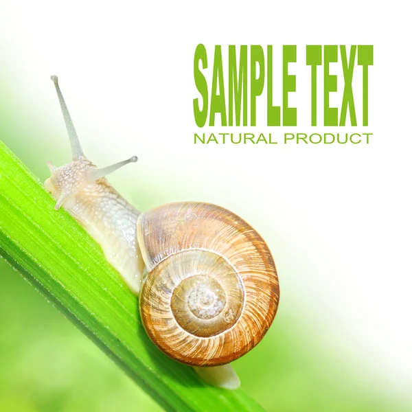 Edible snail (Helix pomatia). — Stock Photo, Image