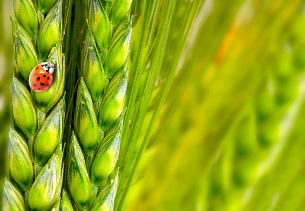 Grain and little ladybug, natural background. Environmental concept. — Stock Photo, Image