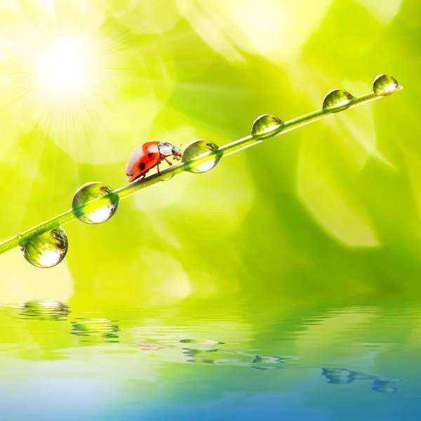 The Ladybug. — Stock Photo, Image