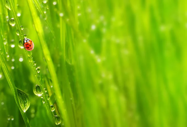 Het lieveheersbeestje. — Stockfoto