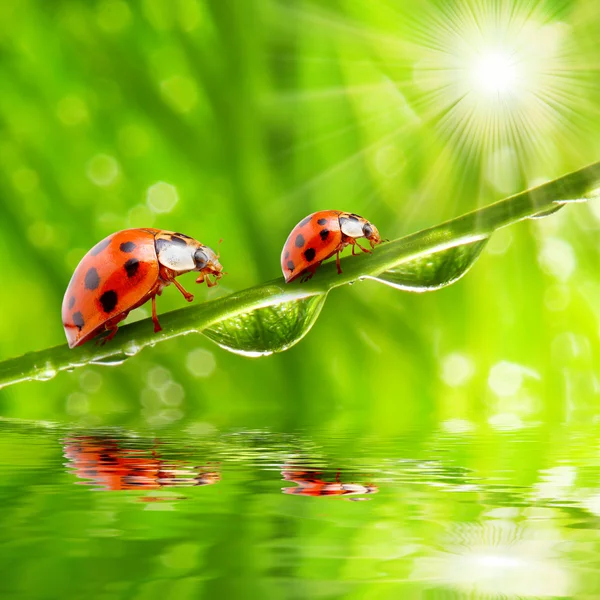 Le coccinelle . — Foto Stock