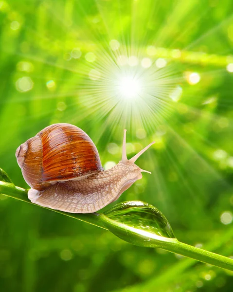 Yenilebilir salyangoz (Helix pomatia)). — Stok fotoğraf